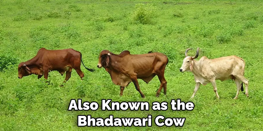 Also Known as the Bhadawari Cow