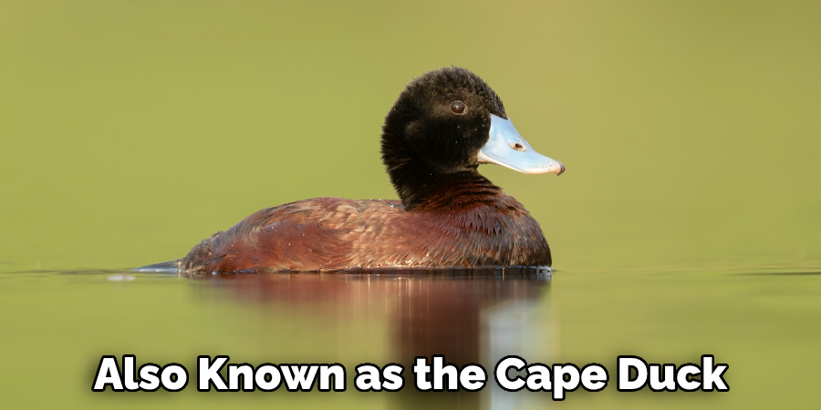 Also Known as the Cape Duck
