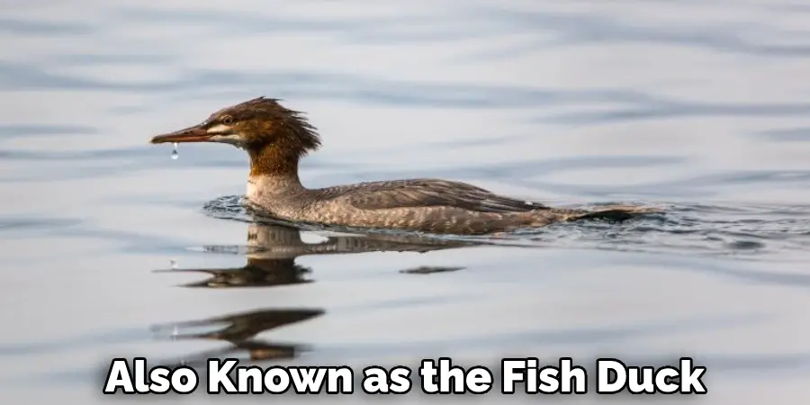 Also Known as the Fish Duck