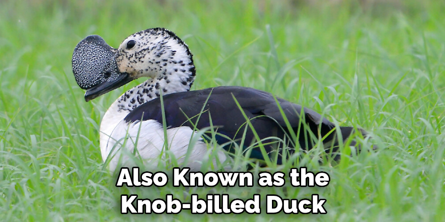 Also Known as the Knob-billed Duck