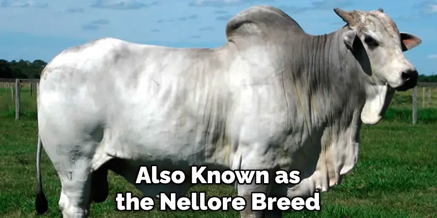 Also Known as the Nellore Breed