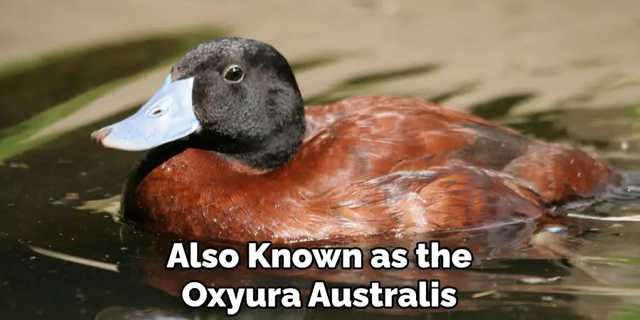 Also Known as the Oxyura Australis