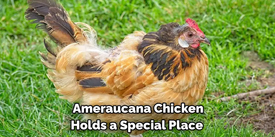  Ameraucana Chicken 
Holds a Special Place