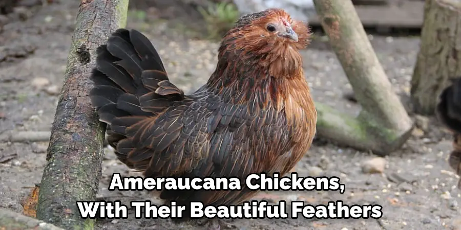 Ameraucana Chickens, 
With Their Beautiful Feathers