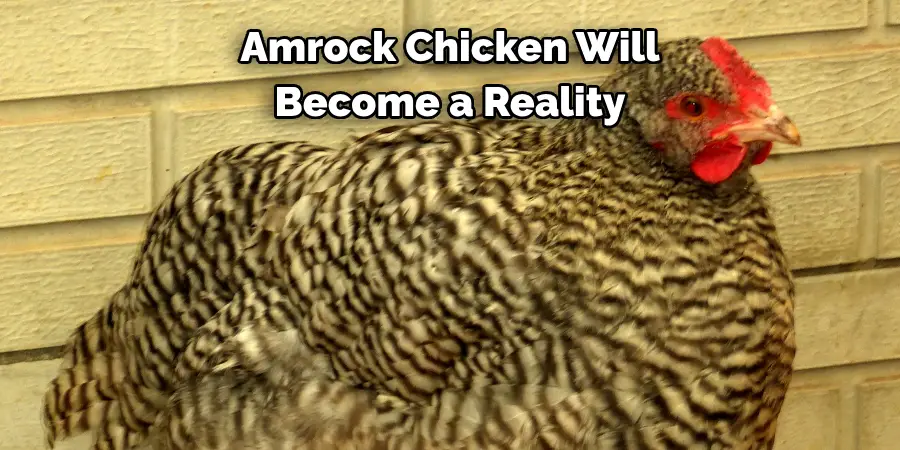 Amrock Chicken Will 
Become a Reality