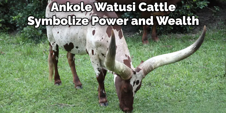 Ankole Watusi Cattle Symbolize Power and Wealth