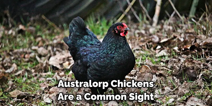 Australorp Chickens 
Are a Common Sight