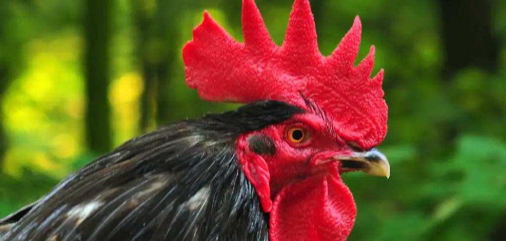 Australorp Spiritual Meaning