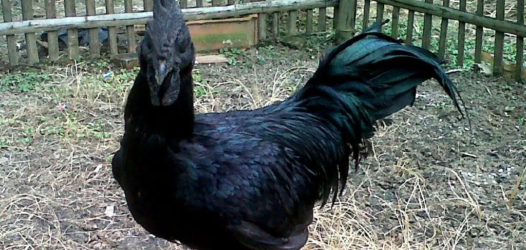 Ayam Cemani Spiritual Meaning