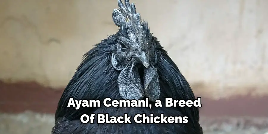 Ayam Cemani, a Breed 
Of Black Chickens