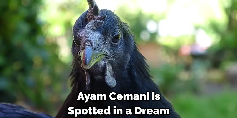 Ayam Cemani is
Spotted in a Dream