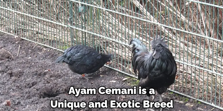 Ayam Cemani is a unique and exotic breed