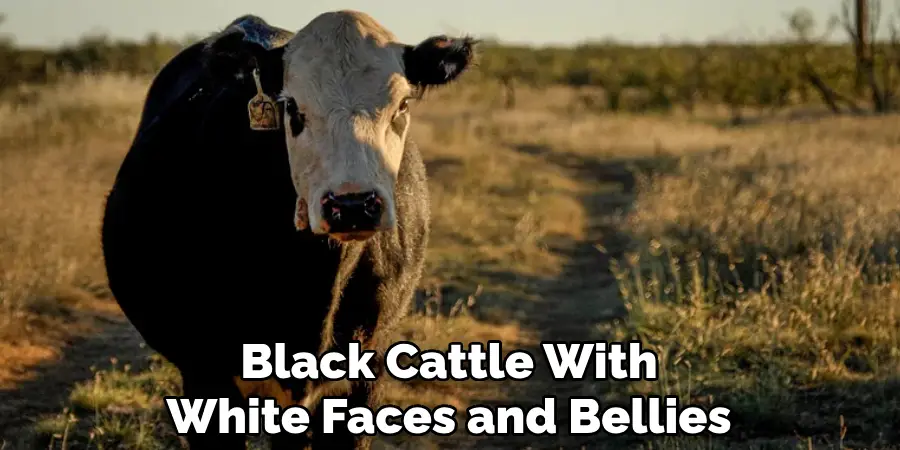 Black Cattle With White Faces and Bellies
