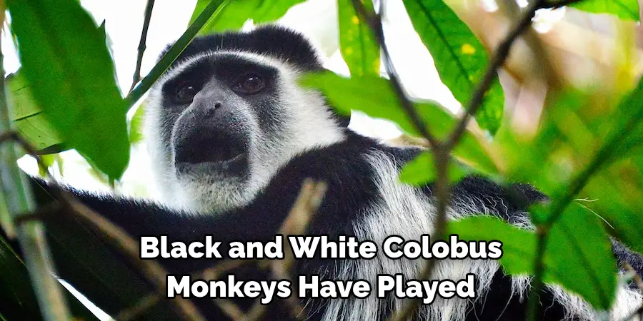Black and White Colobus 
Monkeys Have Played