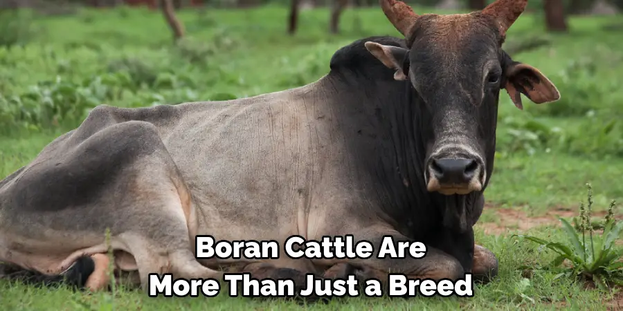 Boran Cattle Are More Than Just a Breed