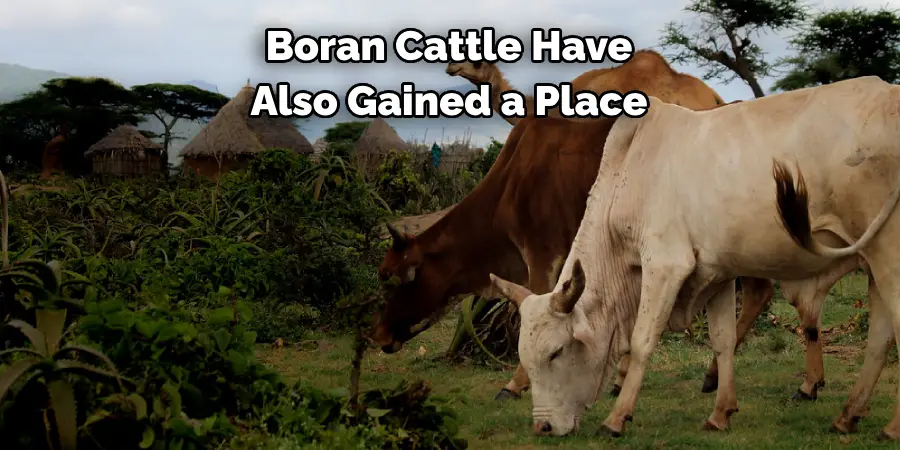 Boran Cattle Have 
Also Gained a Place
