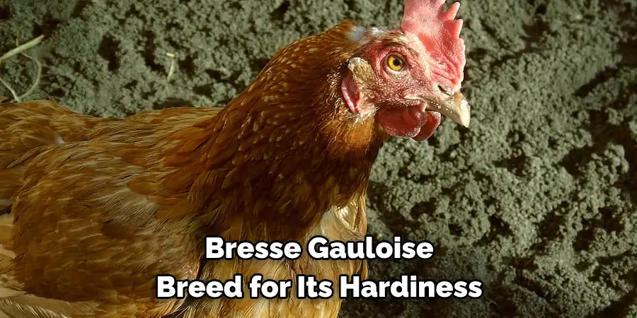 Bresse Gauloise 
Breed for Its Hardiness