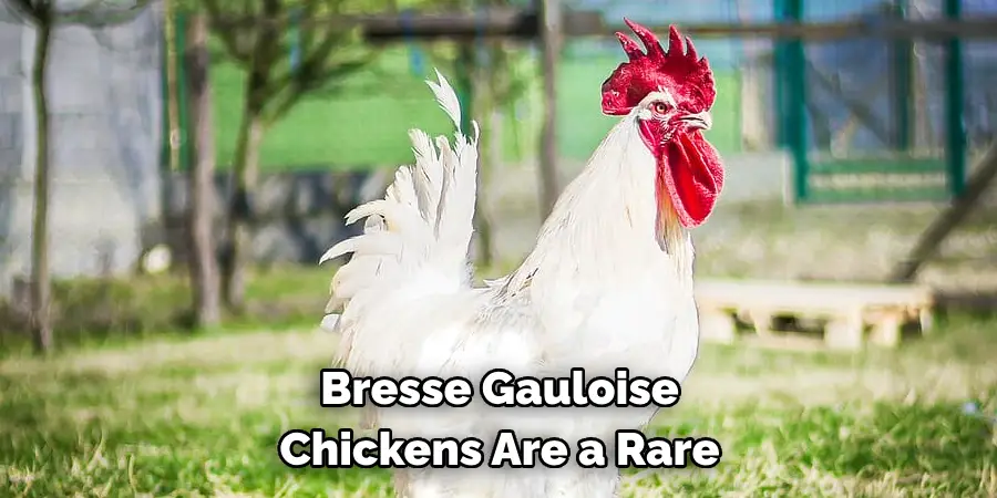 Bresse Gauloise Chickens Are a Rare