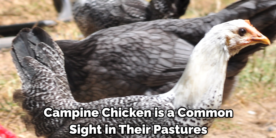 Campine Chicken is a Common
Sight in Their Pastures