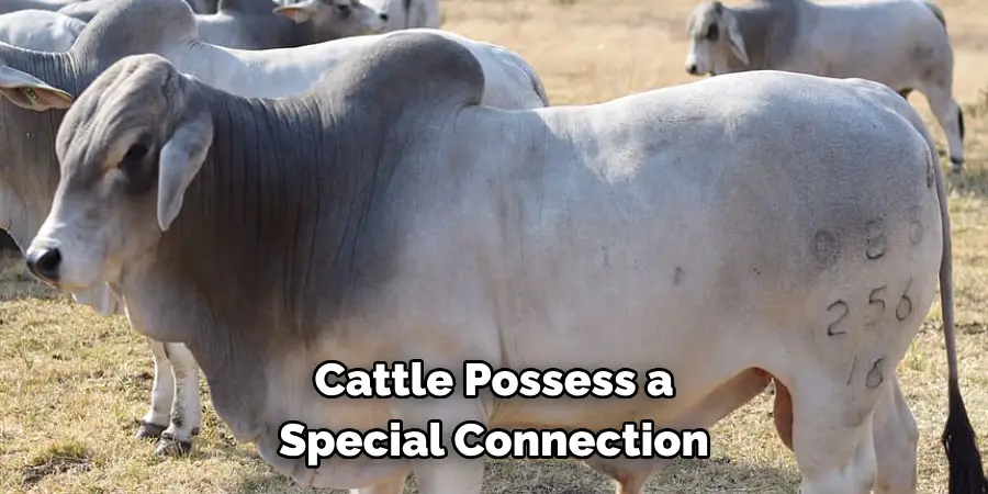 Cattle Possess a 
Special Connection