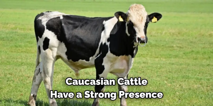 Caucasian Cattle 
Have a Strong Presence