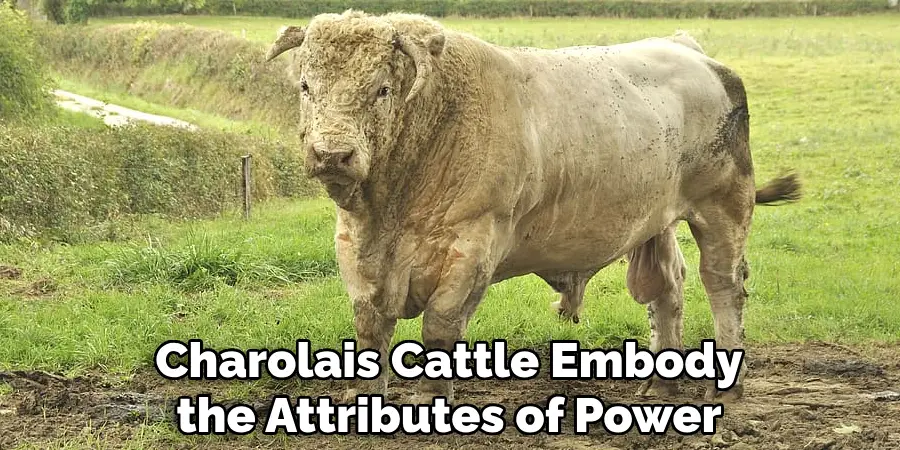 Charolais Cattle Embody the Attributes of Power