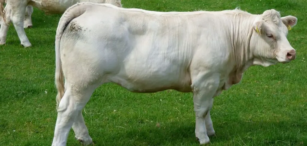 Charolais Spiritual Meaning