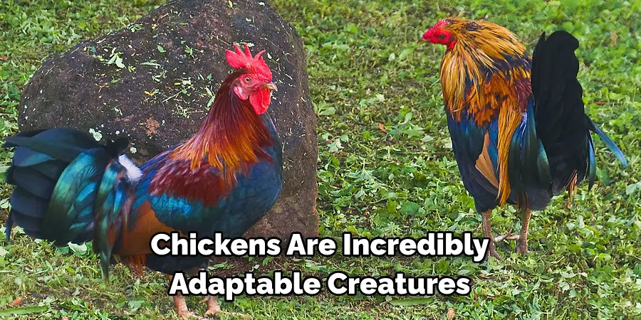 Chickens Are Incredibly 
Adaptable Creatures