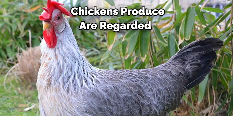  Chickens Produce Are Regarded 