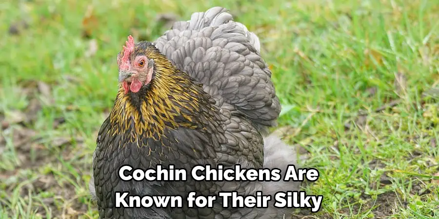 Cochin Chickens Are 
Known for Their Silky