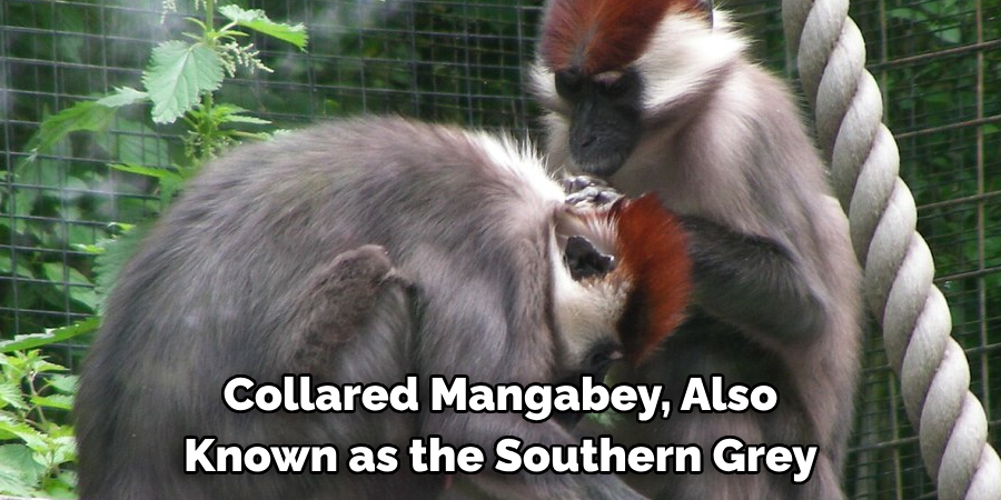 Collared Mangabey, Also 
Known as the Southern Grey