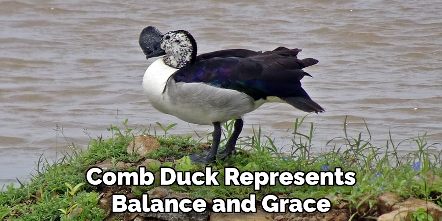 Comb Duck Represents Balance and Grace