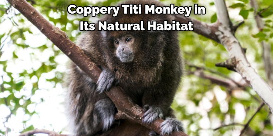 Coppery Titi Monkey in 
Its Natural Habitat 