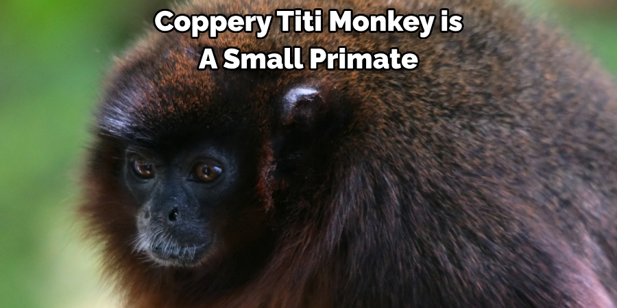 Coppery Titi Monkey is 
A Small Primate