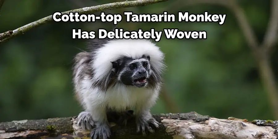 Cotton-top Tamarin Monkey 
Has Delicately Woven
