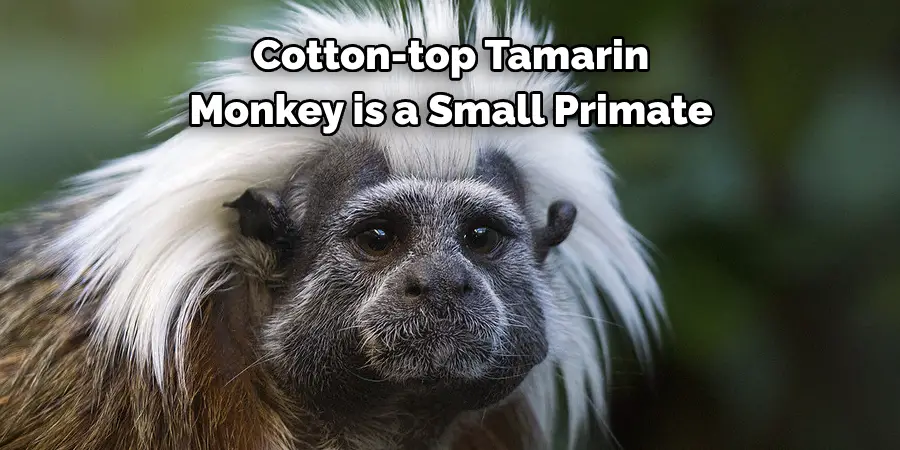 Cotton-top Tamarin 
Monkey is a Small Primate
