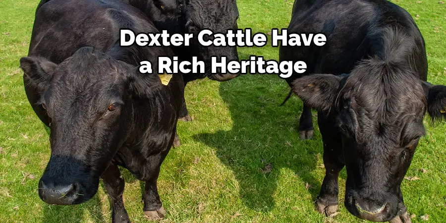 Dexter Cattle Have a Rich Heritage