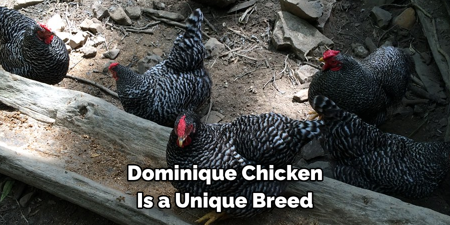 Dominique Chicken 
Is a Unique Breed