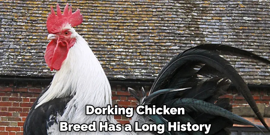 Dorking Chicken 
Breed Has a Long History