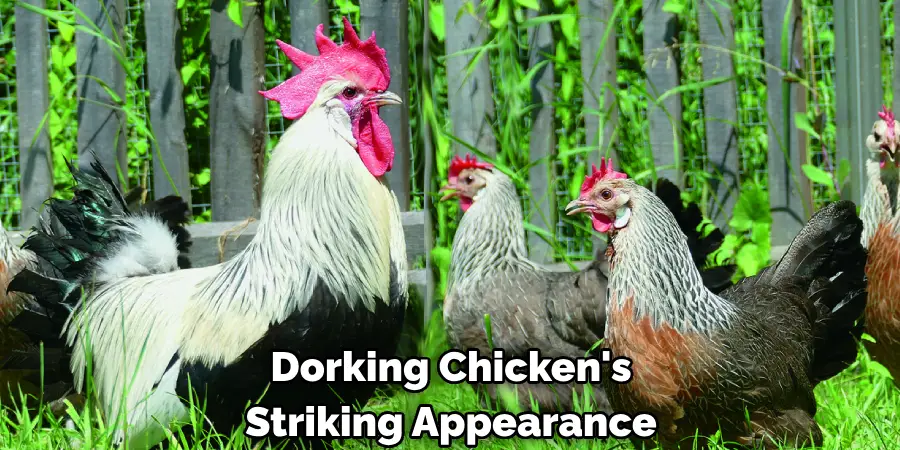 Dorking Chicken's
Striking Appearance