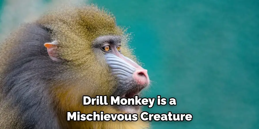 Drill Monkey is a 
Mischievous Creature 