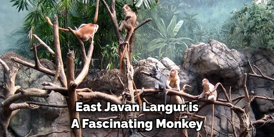 East Javan Langur is 
A Fascinating Monkey