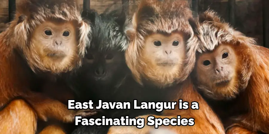 East Javan Langur is a 
Fascinating Species
