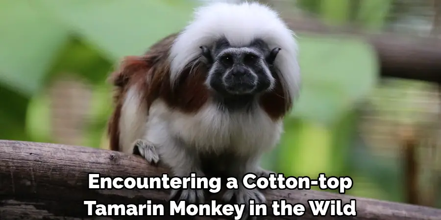Encountering a Cotton-top 
Tamarin Monkey in the Wild