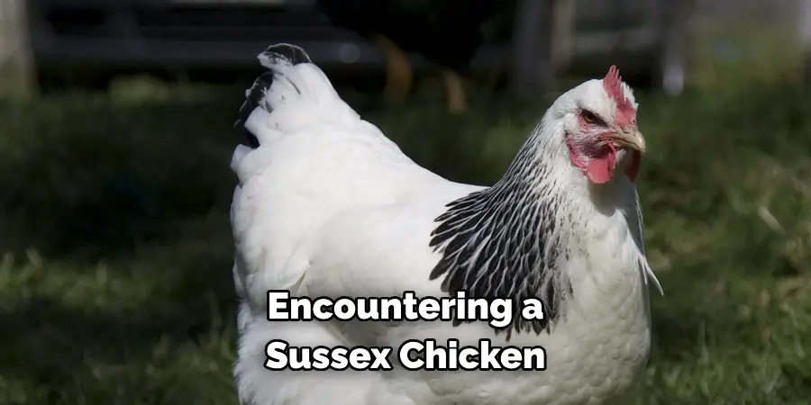 Encountering a Sussex Chicken