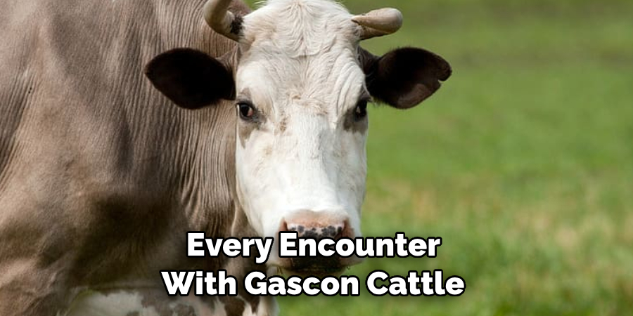 Every Encounter 
With Gascon Cattle 