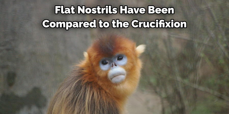 Flat Nostrils Have Been 
Compared to the Crucifixion