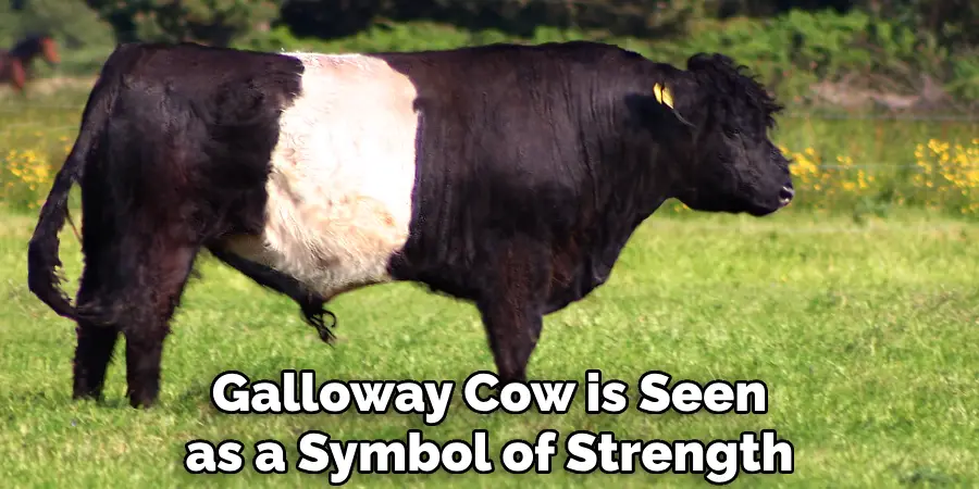 Galloway Cow is Seen as a Symbol of Strength