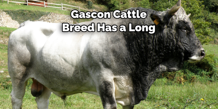 Gascon Cattle 
Breed Has a Long