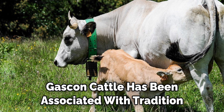 Gascon Cattle has been associated with tradition